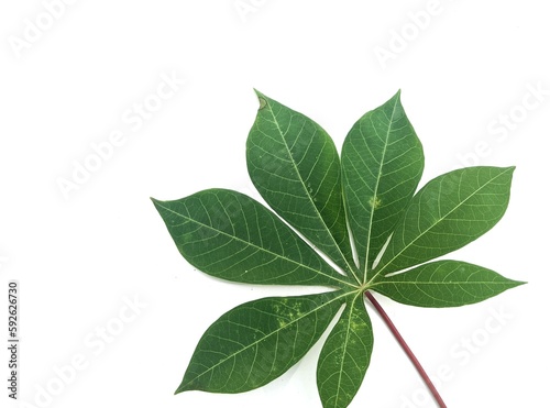 green leaves isolated on white background