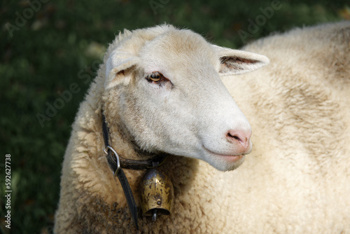 white sheep head with golden bell around neck in early afternoon sun. daytime without people