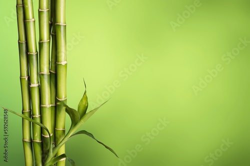 Sugar cane green plant on background.