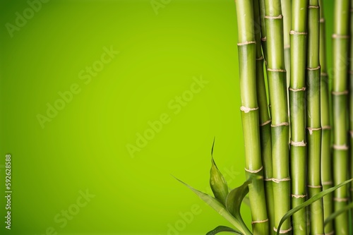 Sugar cane green plant on background.