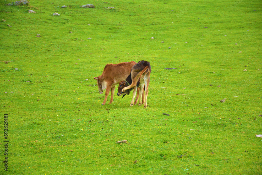 Calf in mountains