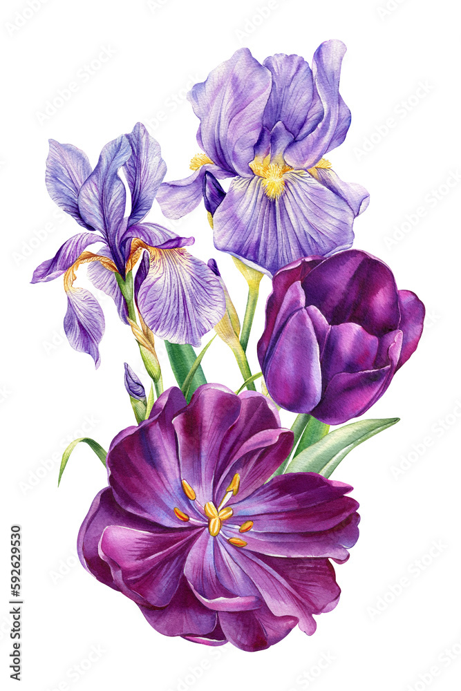 Watercolor tulips and iris, violet garden flowers on isolated white background, beautiful watercolor illustration