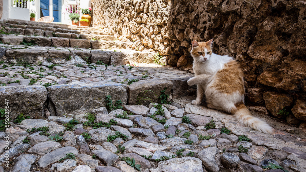 Cat on cobblestone stairs in the old town.