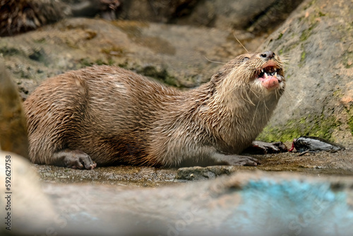 otter with prey