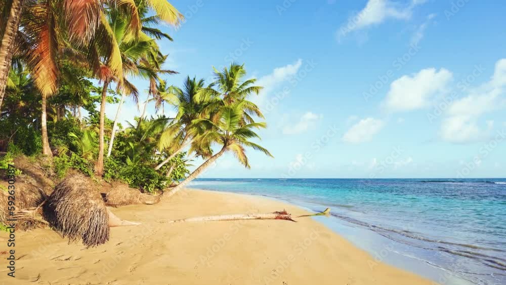 Coconut palms on a sunny beach with turquoise sea on the paradise island of Jamaica. Tropical tree in sunlight at the sea coast. Summer holidays background and tropical beach concept.