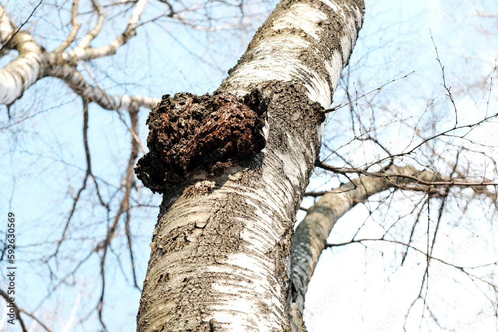 Inonotus obliquus or Chaga mushroom on trunk birch tree. It is also known as sterile conk trunk rot of birch. Fungus, black mass and birch canker polypore. Chaga used in alternative medicine. - obrazy, fototapety, plakaty 
