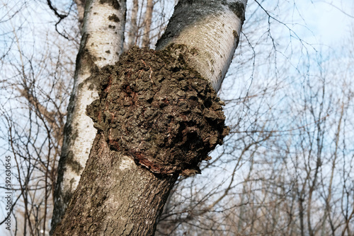 Inonotus obliquus, commonly called chaga mushroom, parasitic on birch tree. Fungus, Sterile conk trunk rot of birch. Charcoal-like mass.