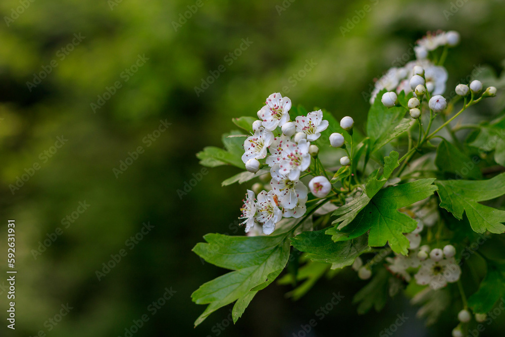 Close-up of White Hawthorn Blossoms (Crataegus) on Branch with green background Close-up of White Hawthorn Blossoms (Crataegus) on Branch with green background