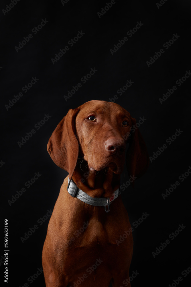 Dark portrait of a brown Vizsla on a black background Dark portrait of a brown Vizsla on a black background