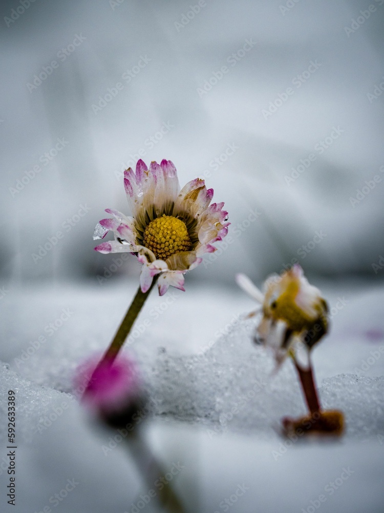 Fototapeta premium Vertical shot of a flower covered with snow