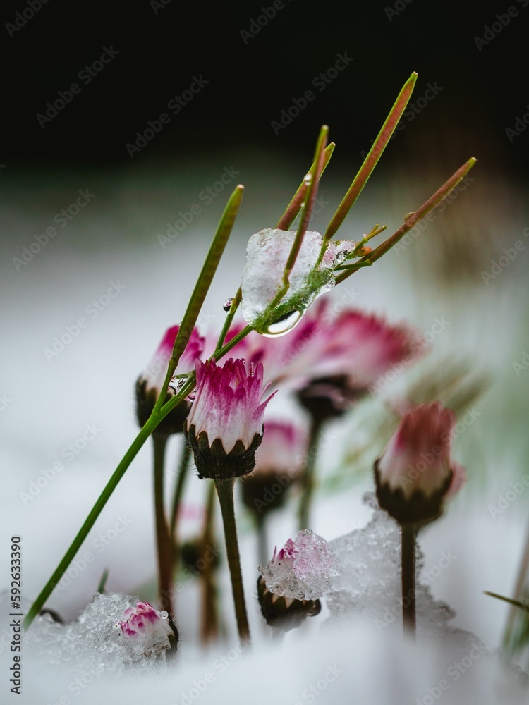 Fototapeta premium Vertical shot of a flower covered with snow