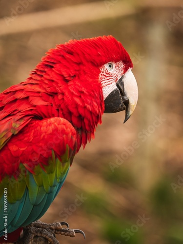 Vertical shot of a beautiful colorful parrot