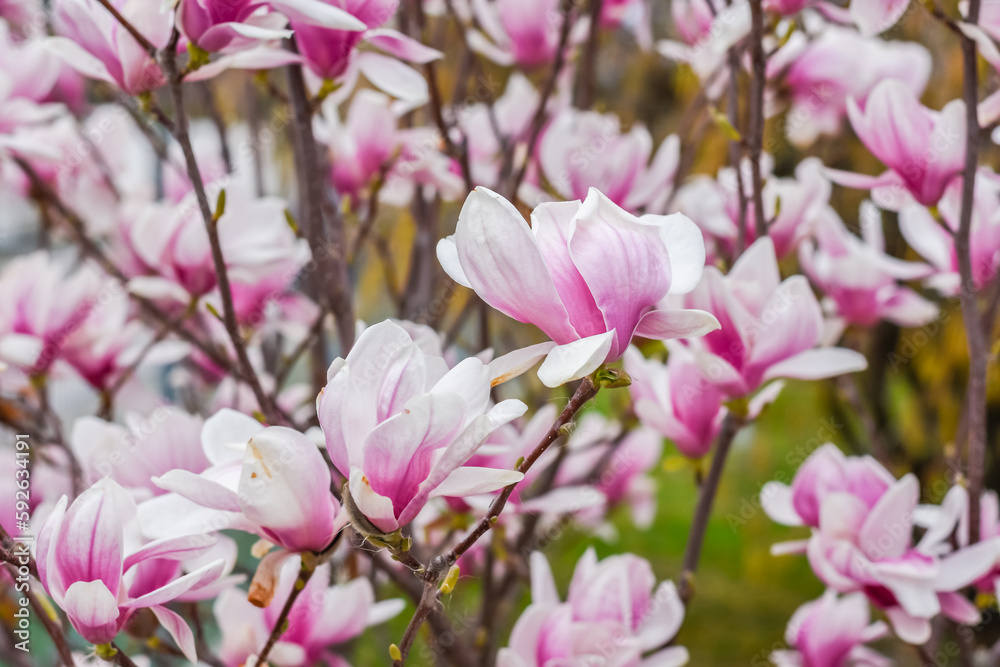 wonderful blossoms from a magnolia shrub in the spring wonderful blossoms from a magnolia shrub in the spring