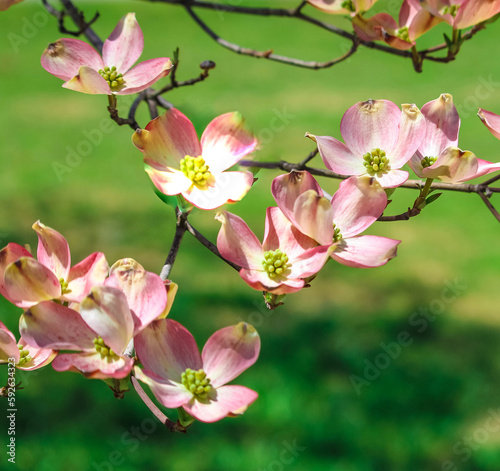pink dogwood tree in bloom