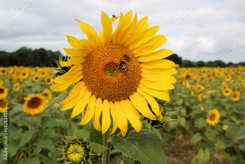 A view of a Sunflower in a field in Shropshire
