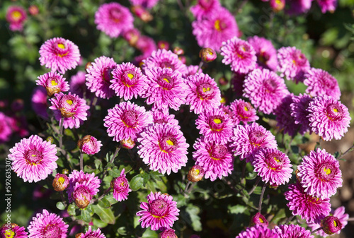 Floral background of fresh pink chrysanthemums in garden flowerbed on sunny summer day. Floriculture as a hobby. Summer work in garden. Floral natural texture. Top view  close-up