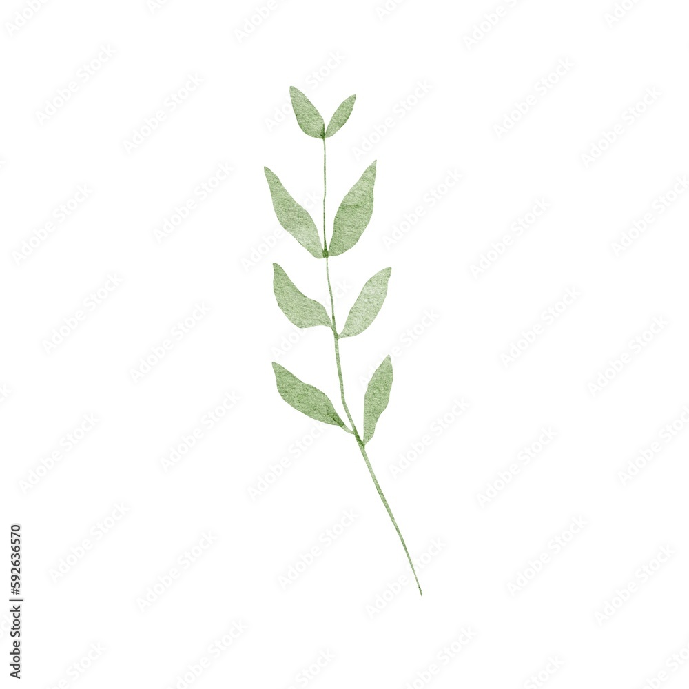 plant isolated on white background plant isolated on white background