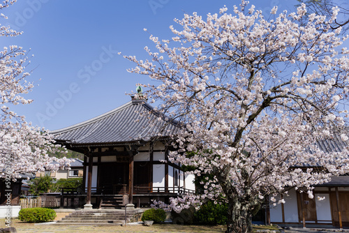 京都大覚寺の春景色 © 弘文 杉尾