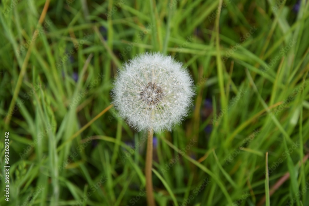 Frühling, Pusteblume, Löwenzahn, Gras Frühling, Pusteblume, Löwenzahn, Gras
