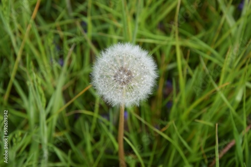 Fr  hling  Pusteblume  L  wenzahn  Gras