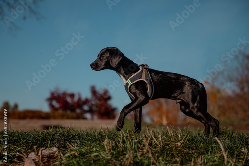Black puppy hunts in autumn