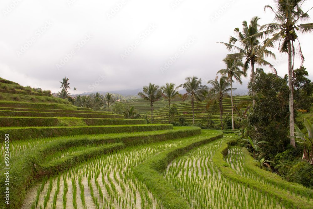 rice terraces in Bali island