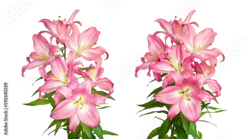 Lilies flowers. Pink lilies. Two flowers isolated on white background. Template for design