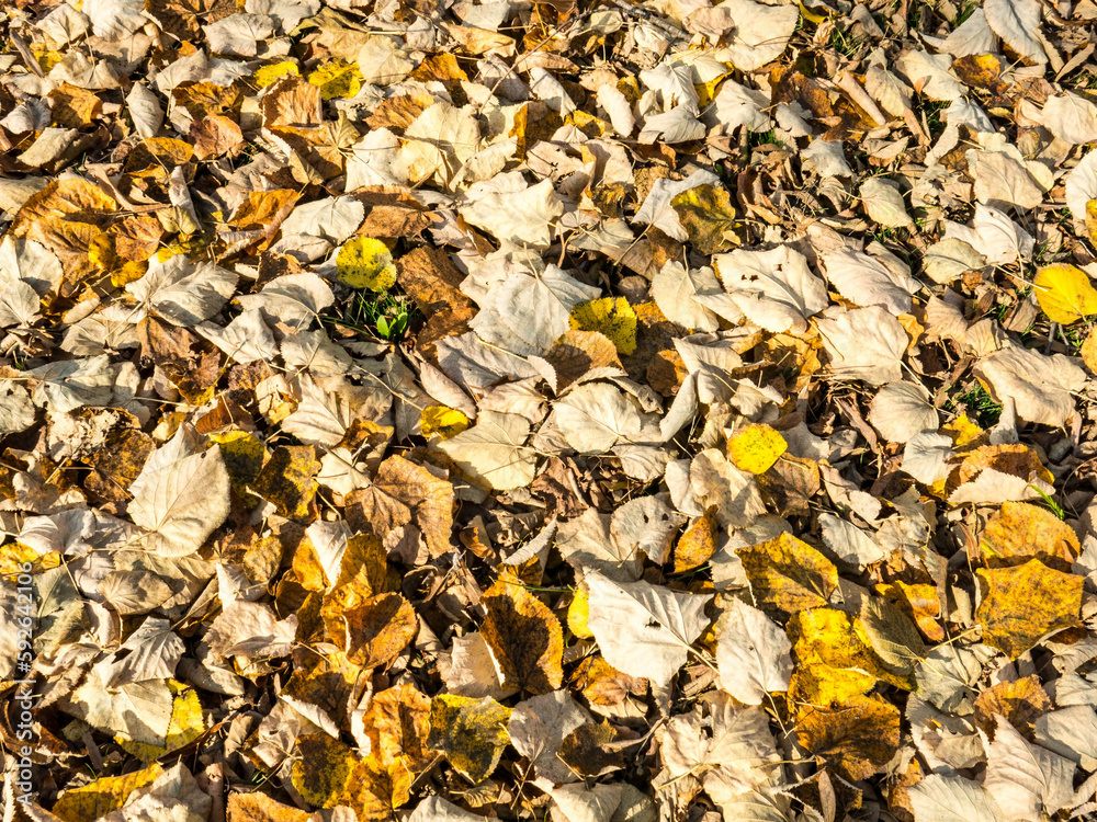 Beautiful colorful leaves in autumn. Autumn in october. Beautiful colorful leaves in autumn. Autumn in october.