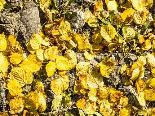 Beautiful colorful leaves in autumn. Autumn in october.