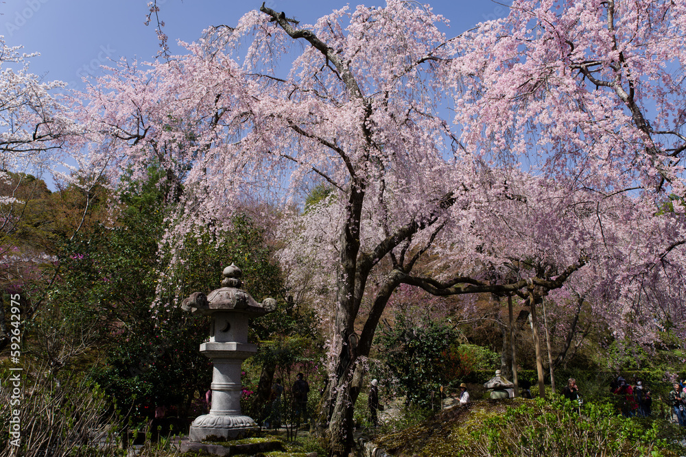 京都天龍寺の春景色