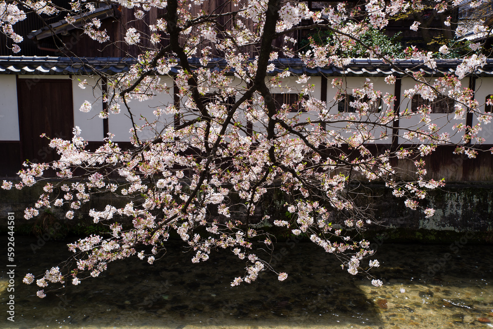 京都白河筋の春風景