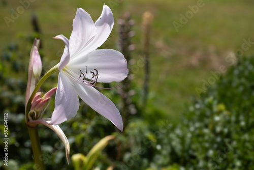 Beautiful Crinum flower in a green blurred garden photo