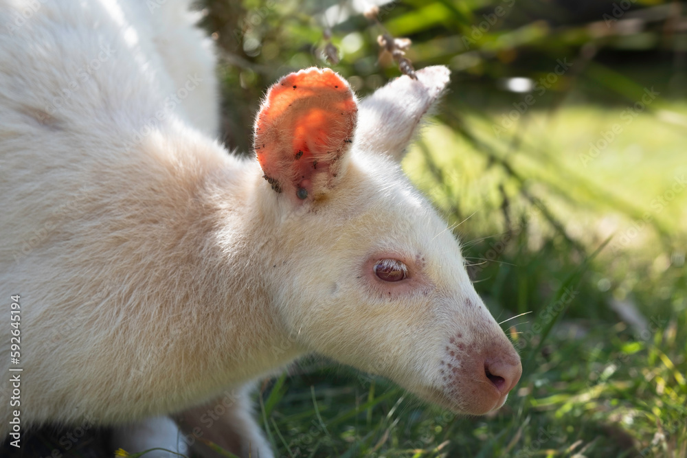 Fototapeta premium White wallaby or Bennett's wallabies (Macropus rufogriseus) in a zoological park in Tasmania. They have a rare genetic mutation that gives them their white fur