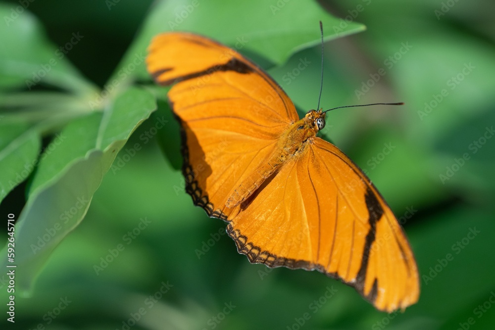 Closeup shot of a Julia butterfly on the blurry background Closeup shot of a Julia butterfly on the blurry background