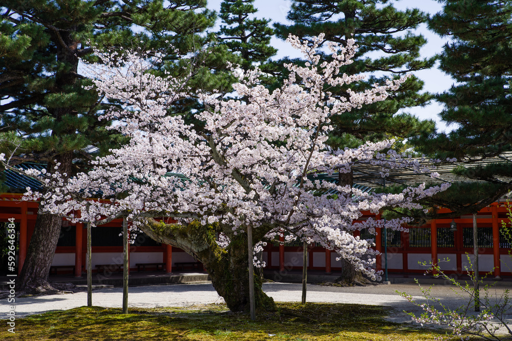 京都平安神宮の春景色