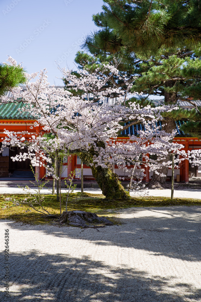 京都平安神宮の春景色