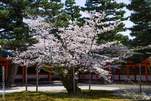 Obraz na płótnie 京都平安神宮の春景色 w salonie