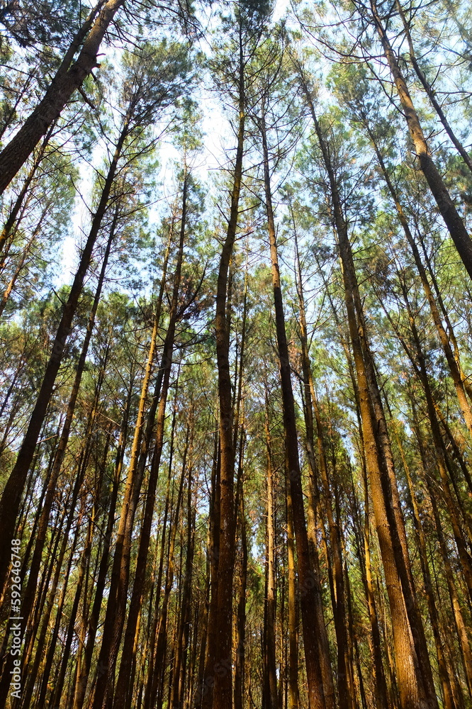 Fototapeta premium Mangunan Pine Forest, near Yogyakarta city. Indonesia. Indonesian landscape. Pine forest