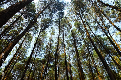 Mangunan Pine Forest, near Yogyakarta city. Indonesia. Indonesian landscape. Pine forest