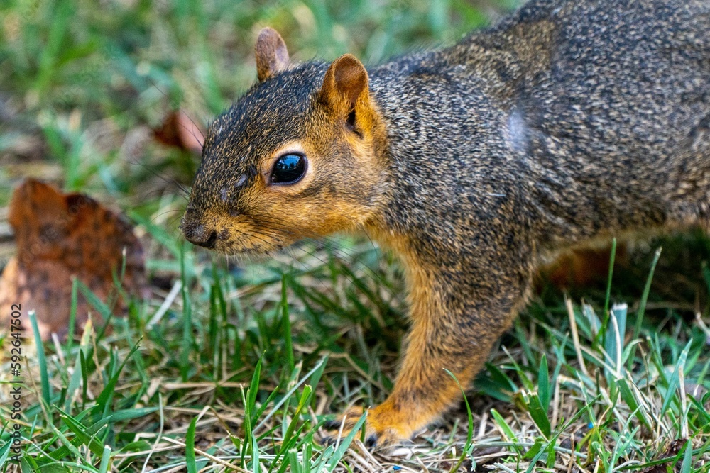 A beautiful Fox squirrel on a green grass A beautiful Fox squirrel on a green grass