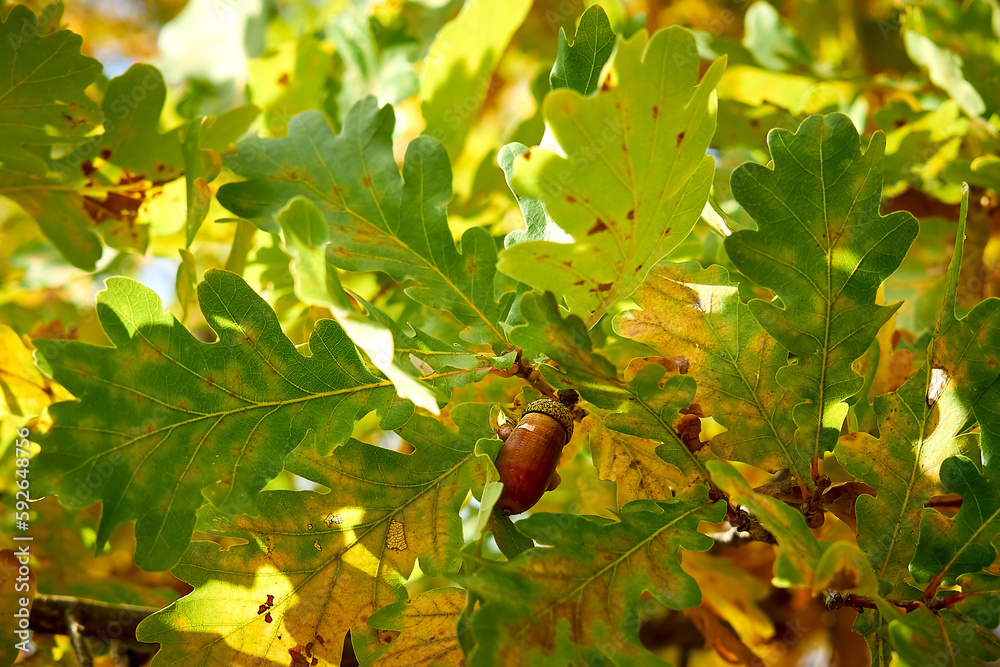 An acorn on an oak branch among oak leaves under the bright sun. An acorn on an oak branch among oak leaves under the bright sun.