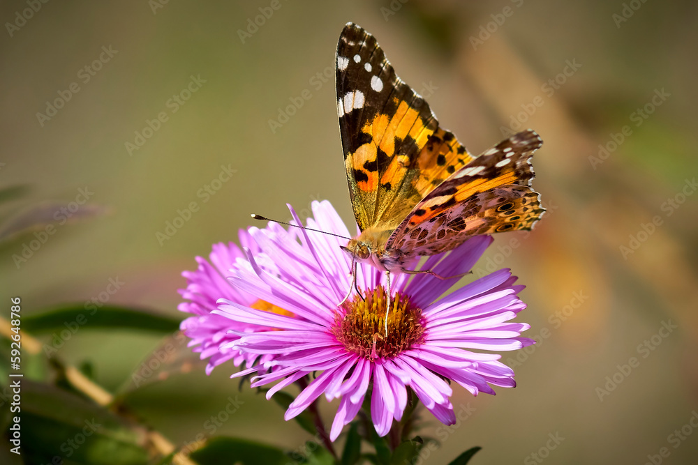 Monarch butterfly on a purple daisy, close-up.
