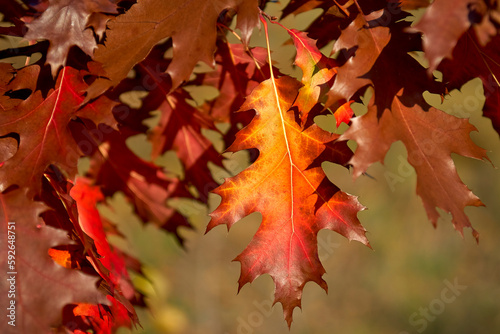 Bright red maple leaves in autumn under the bright sun.
