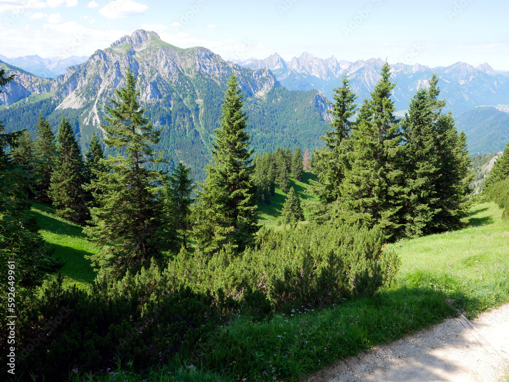 Nadelbäume in Alpen, Landschaft,