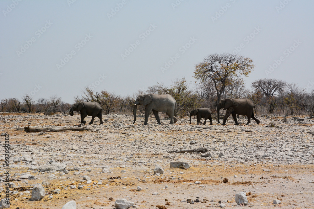 Obraz premium Several adult elephants with baby elephants walk on the stony desert of a national park in Africa. Nature reserve