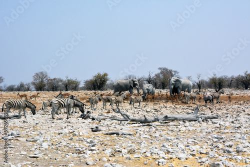 Elephants, antelopes and zebras came to drink water on the salt marsh. Animals in the natural environment
