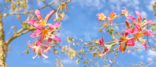 pink flowers of Silk floss tree (Ceiba speciosa) on tree branches, abstract natural background. species of exotic deciduous tree native to tropical land. floral season. banner. template for design photo