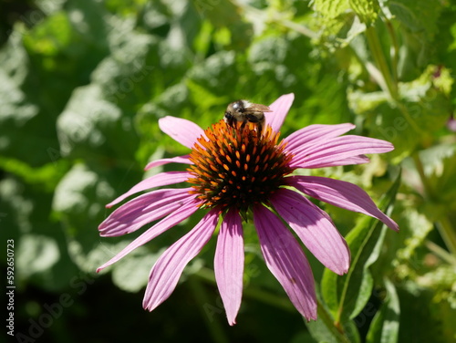 Purpur-Sonnenhut (Echinacea purpurea), Roter Scheinsonnenhut, Biene, Hummel, Blüte, Korbblütler, Zierpflanze, Medizin, Vorbeugung, Erkältung, Viren