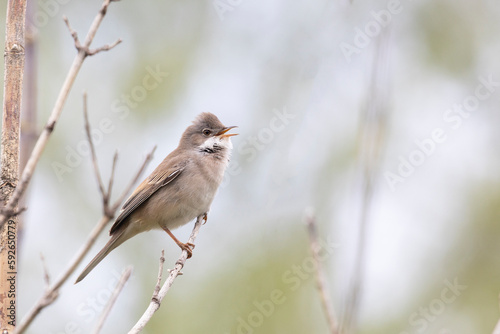 Lesser whitethroat sits on a tree branch in spring