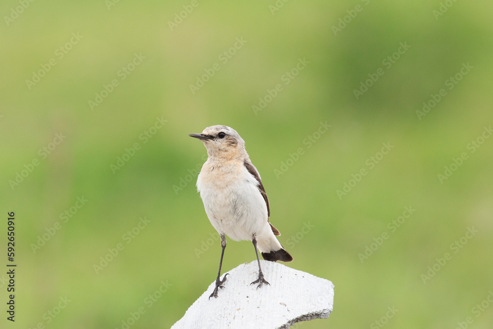 Northern wheatear sits on a stone and holds prey in its beak
